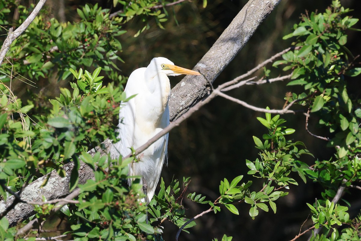 Great Egret - ML620780653