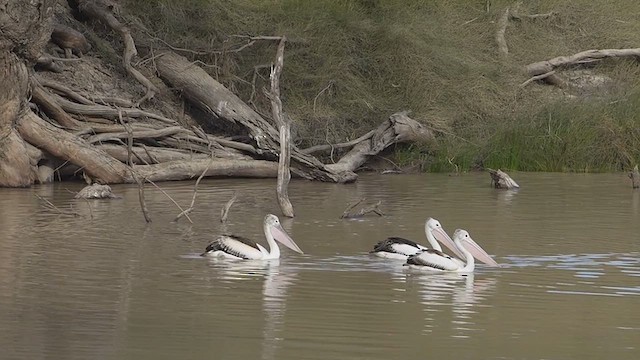 Australian Pelican - ML620780654