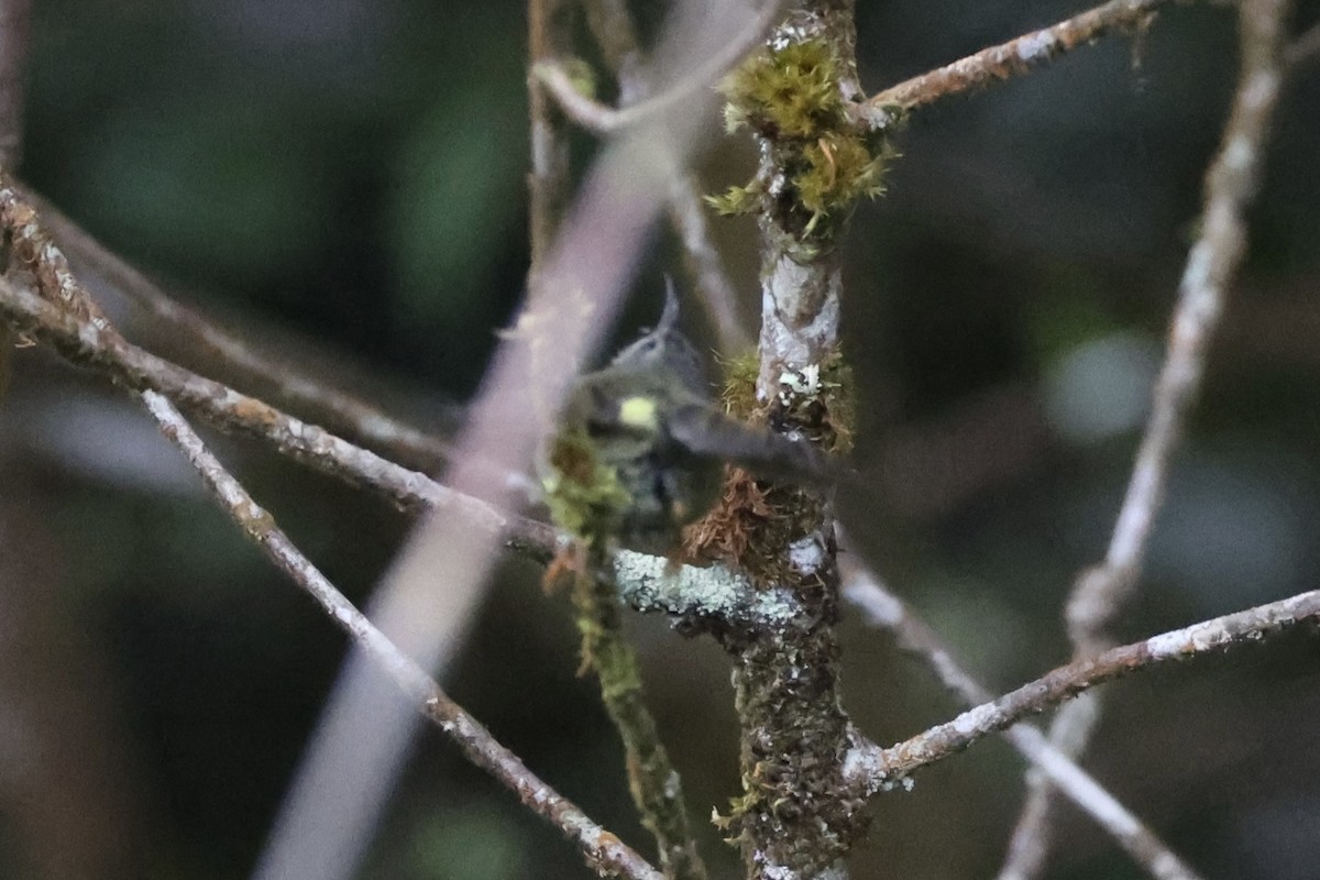 Black-throated Sunbird - ML620780655