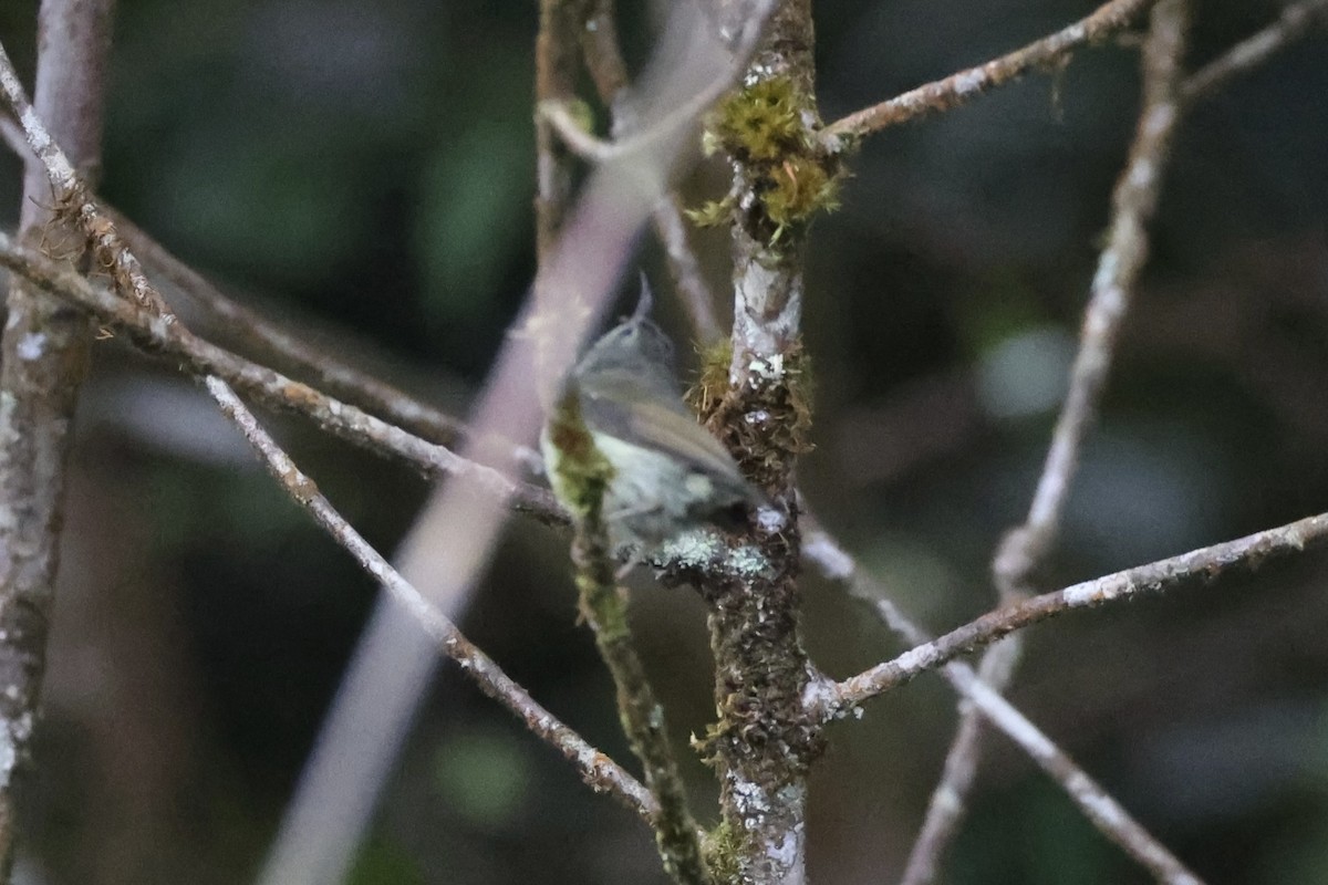 Black-throated Sunbird - ML620780656