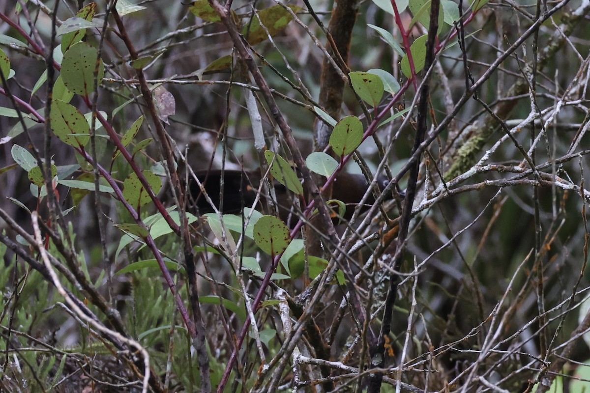 Malayan Laughingthrush - ML620780661