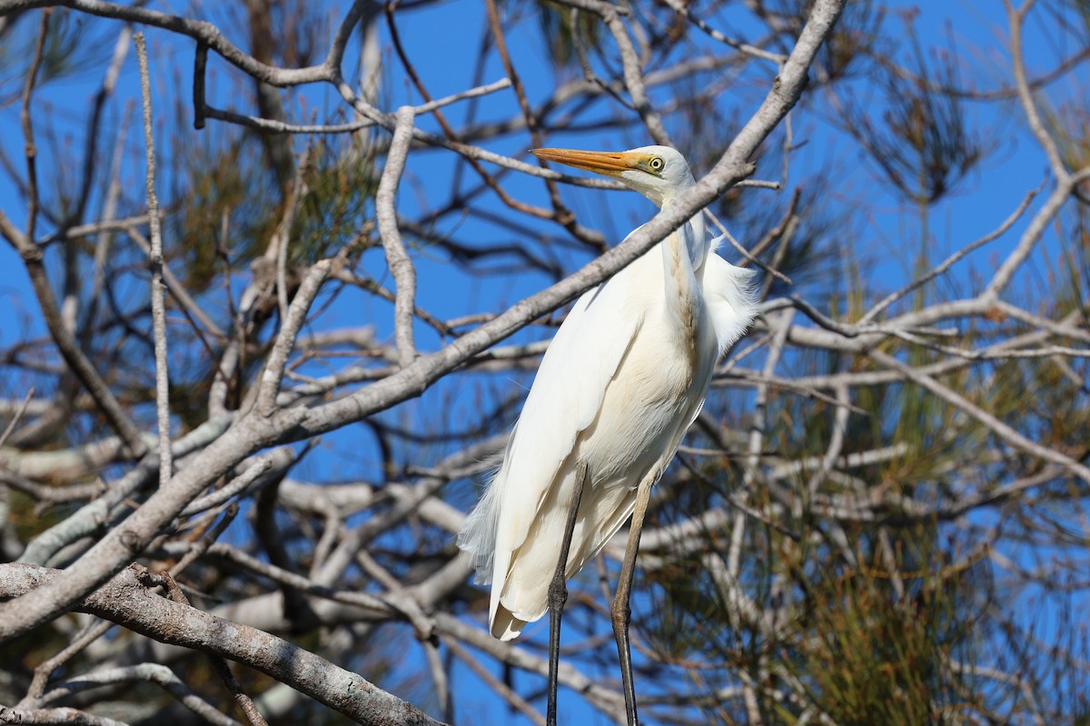 Great Egret - ML620780663