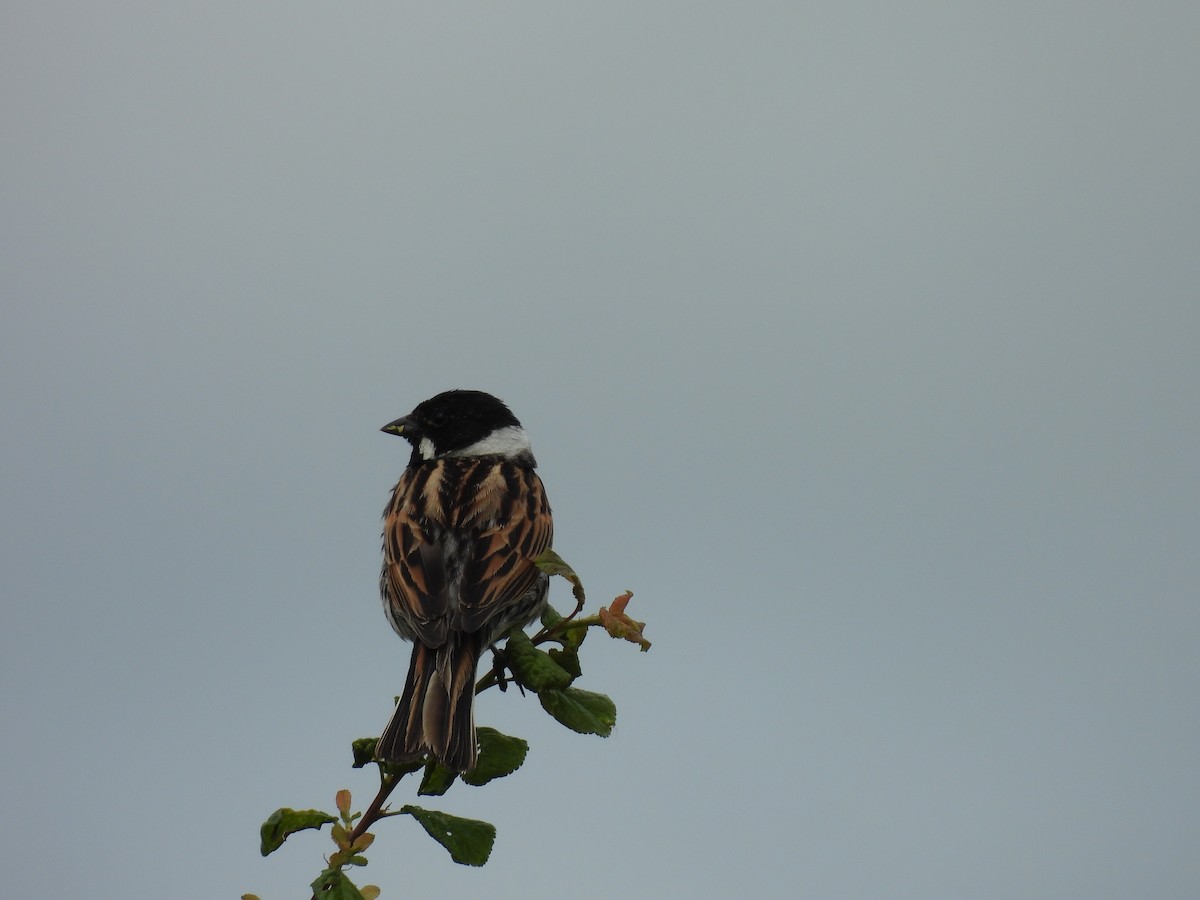 Reed Bunting - George Watola