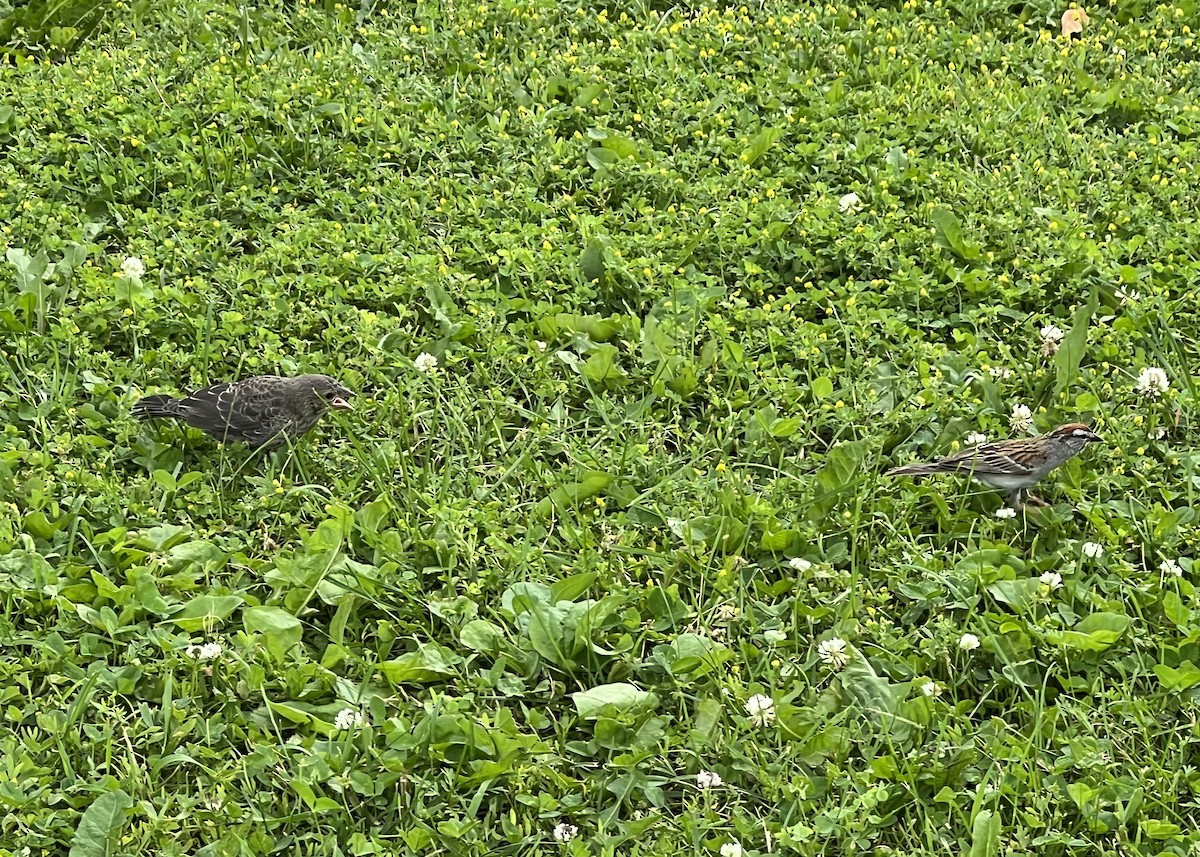 Brown-headed Cowbird - ML620780667