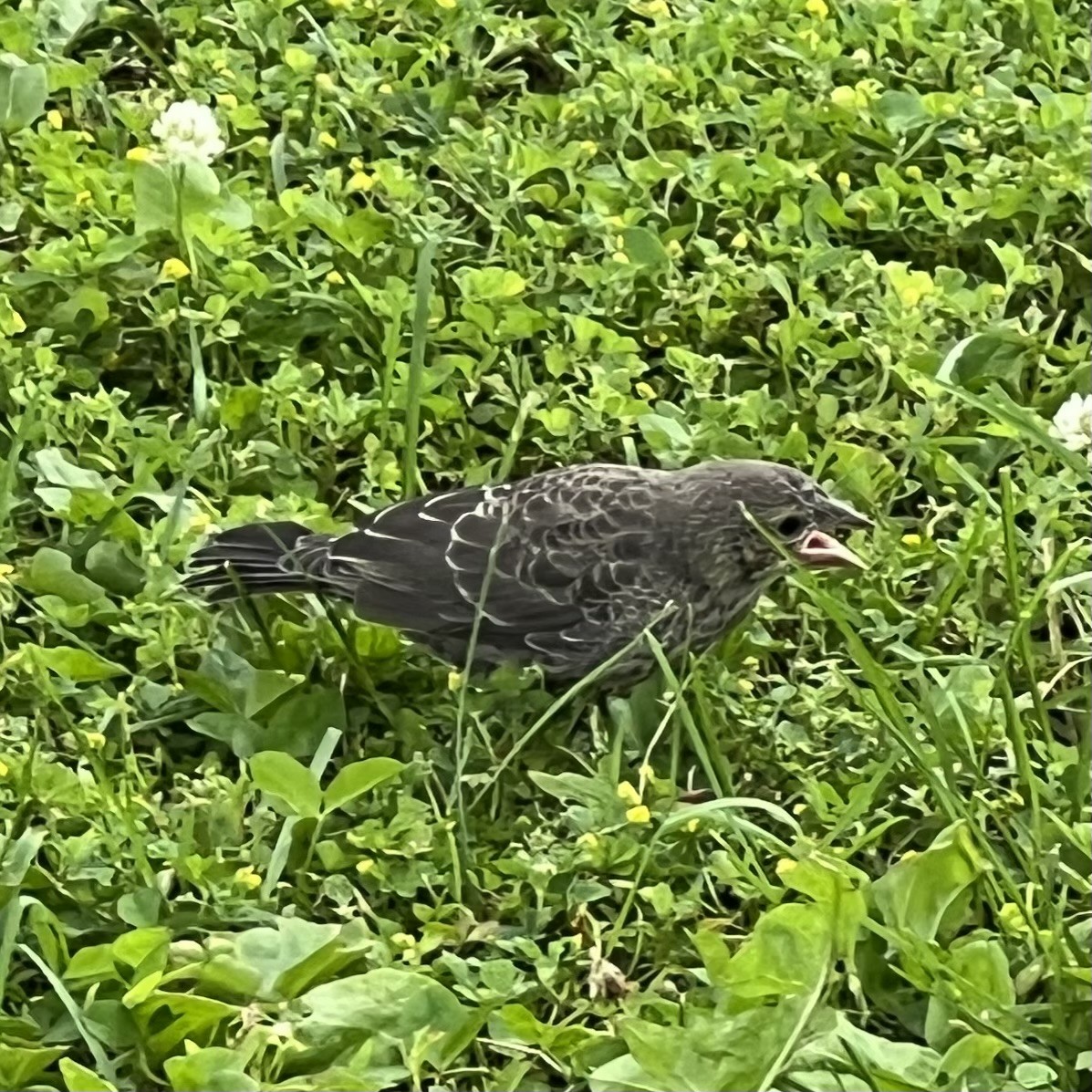 Brown-headed Cowbird - ML620780668