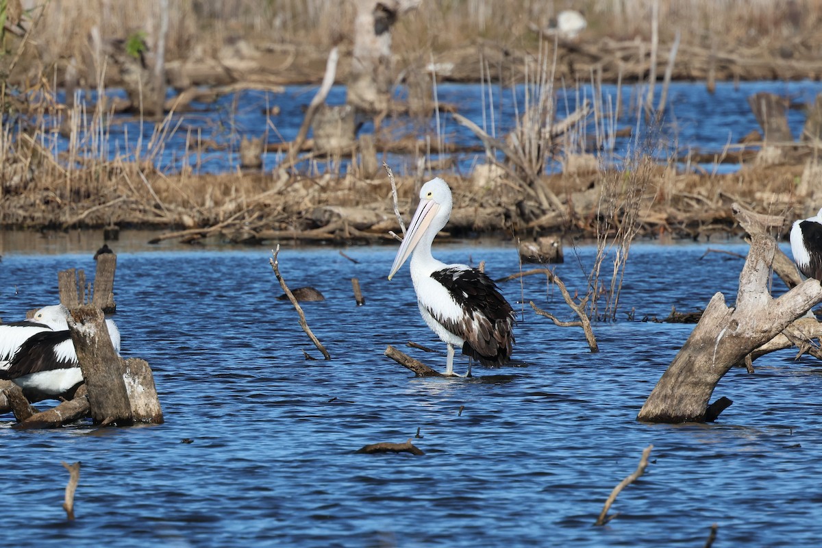 Australian Pelican - ML620780669