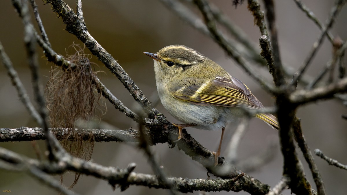 Sichuan Leaf Warbler - ML620780670