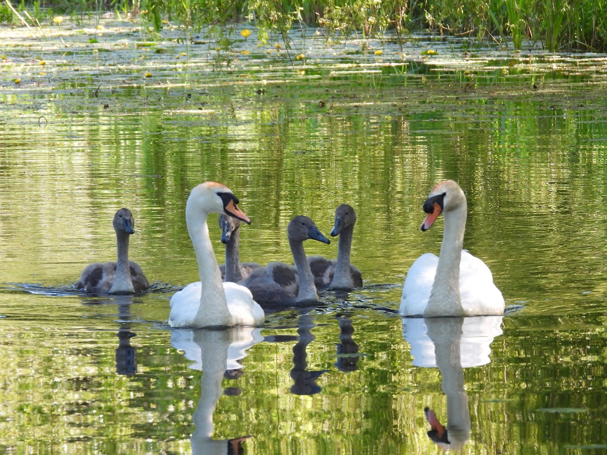 Mute Swan - ML620780671