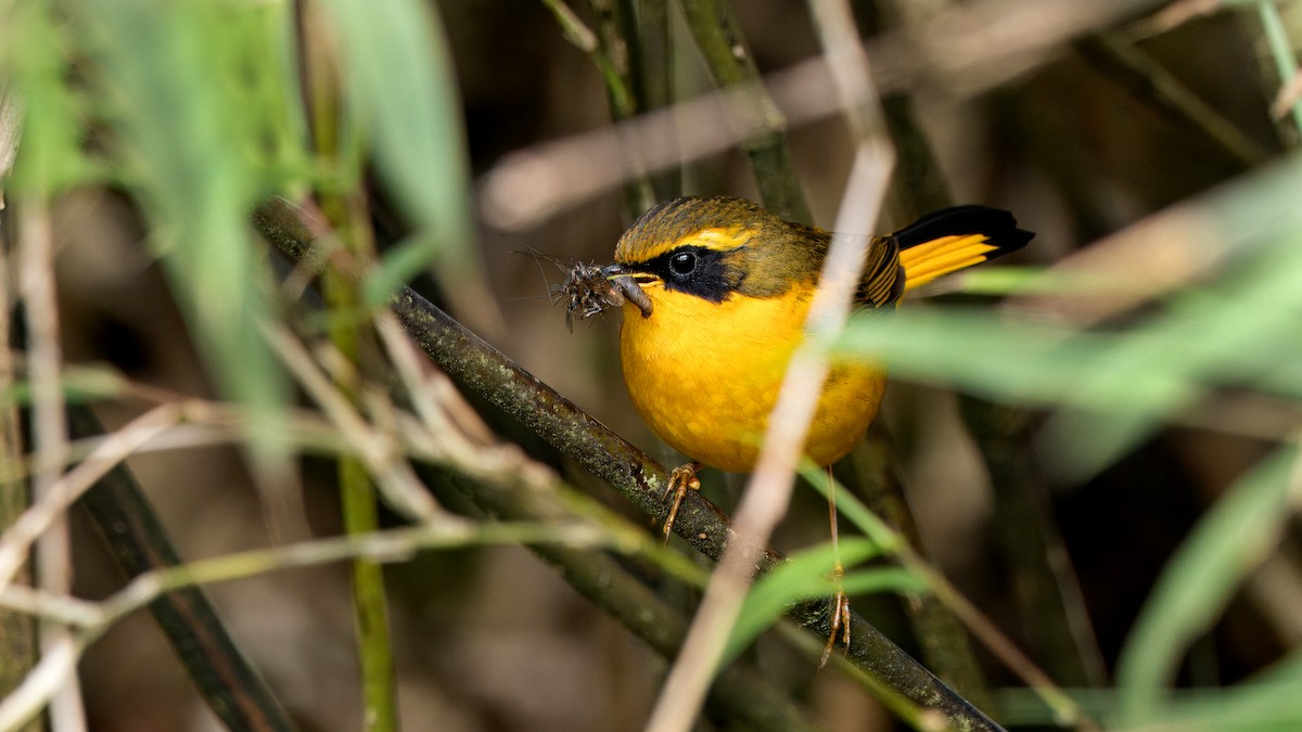 Golden Bush-Robin - ML620780673