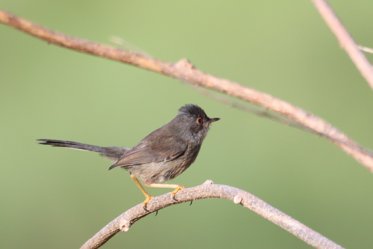 Sardinian Warbler - Pedro Miguel Pinheiro