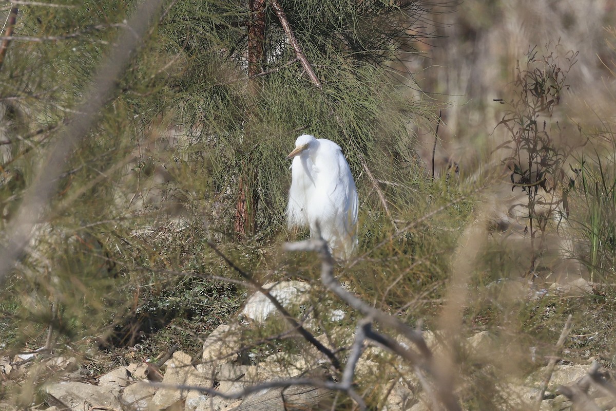 Plumed Egret - ML620780676