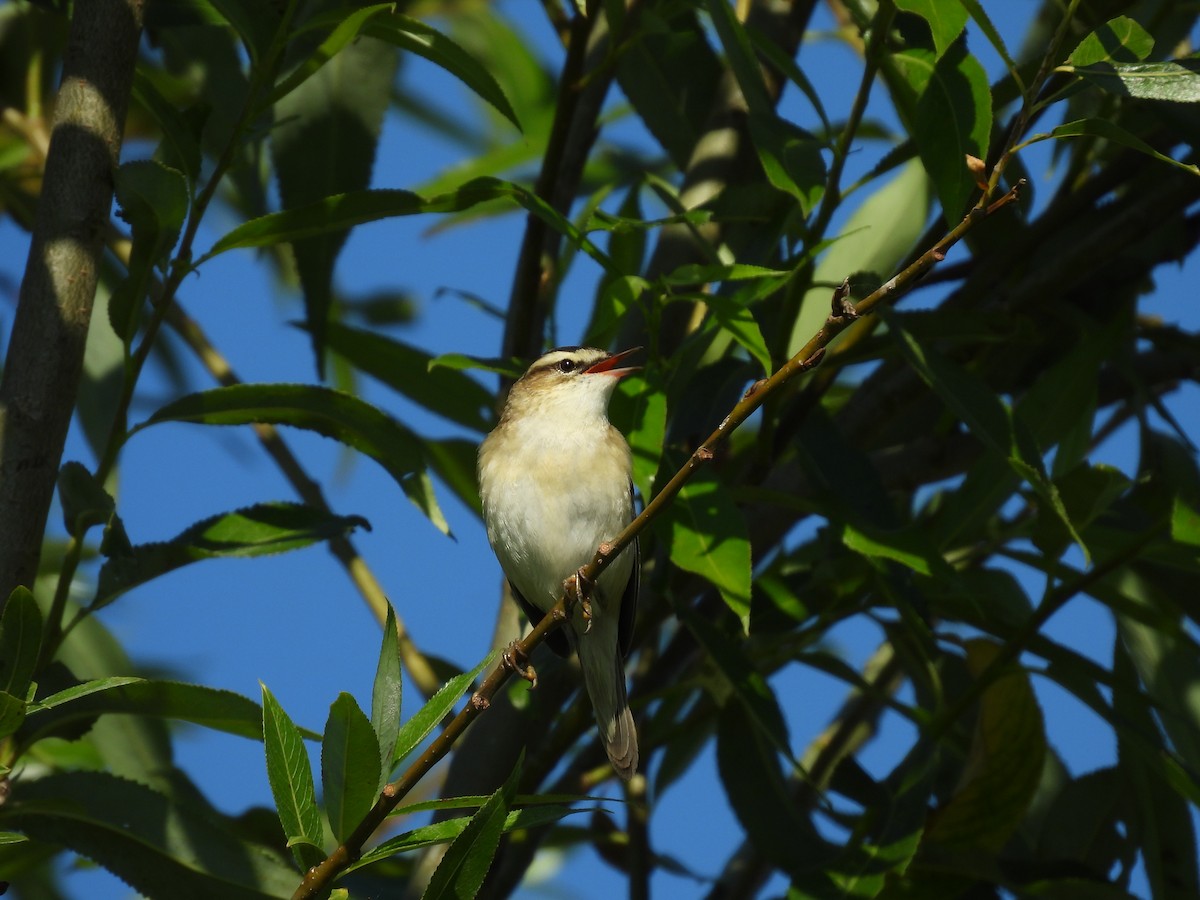 Sedge Warbler - ML620780679