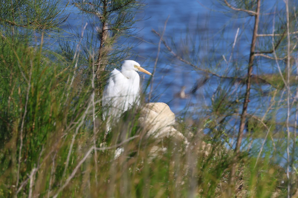 Plumed Egret - ML620780681