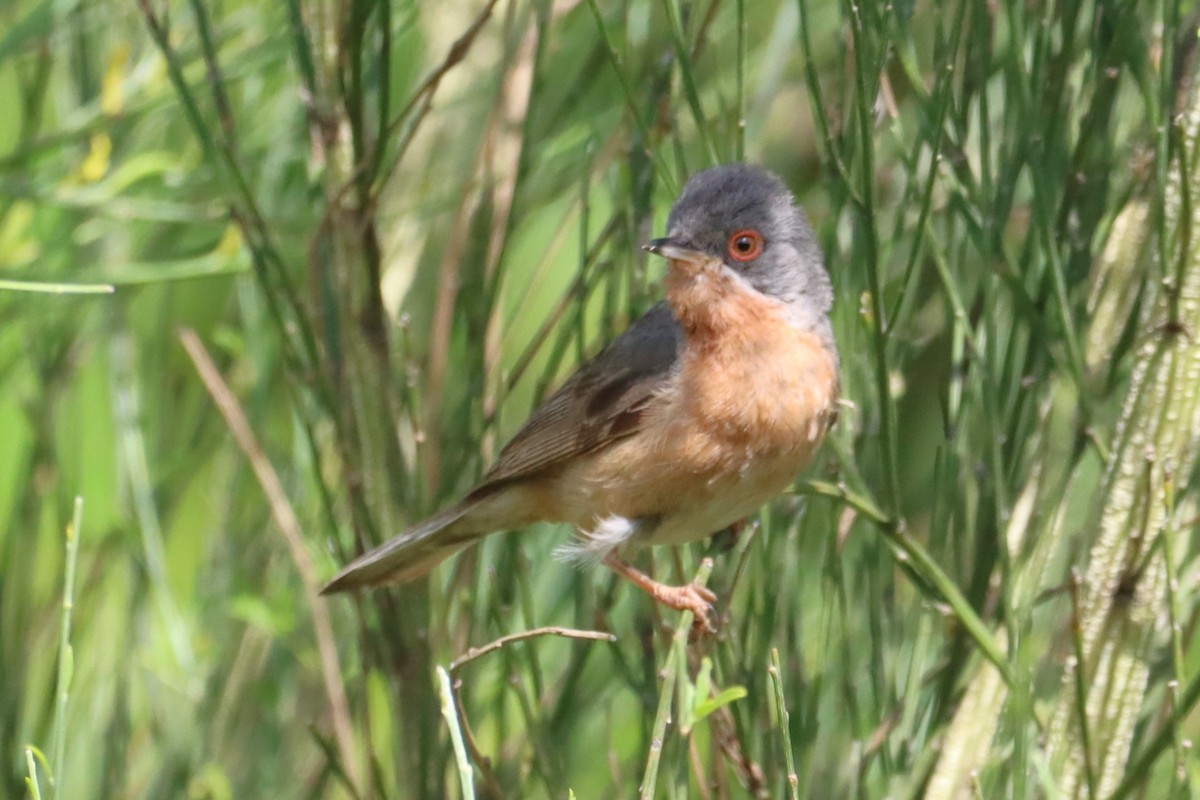 Txinbo papargorrizta iberiarra - ML620780682