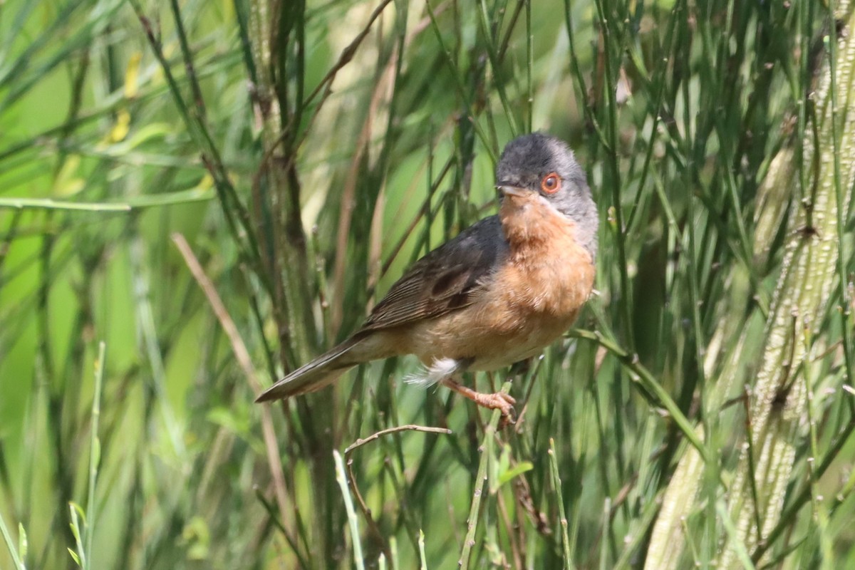 Western Subalpine Warbler - ML620780683