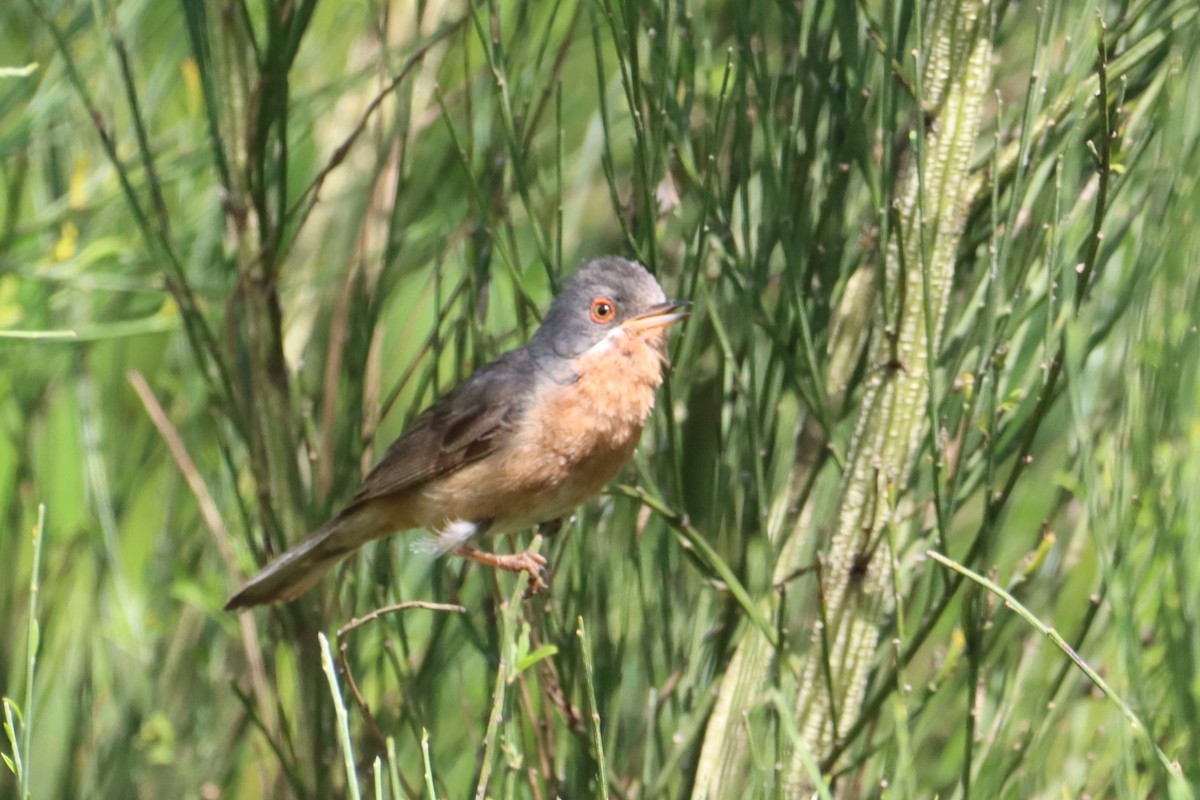 Western Subalpine Warbler - ML620780684