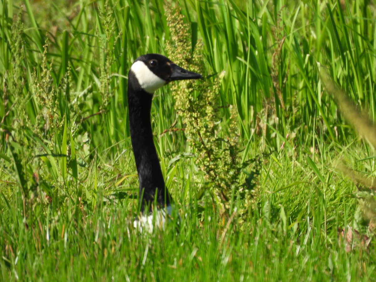 Canada Goose - ML620780685