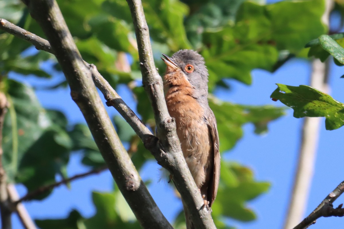 Western Subalpine Warbler - ML620780687