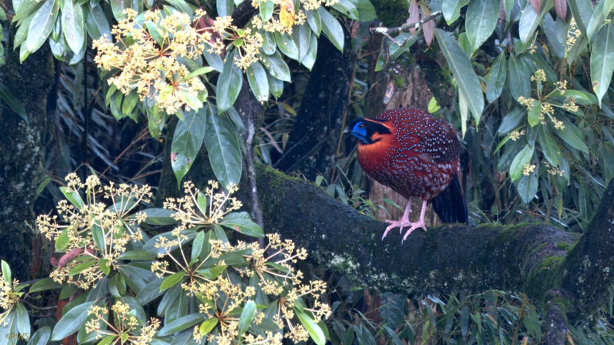 Temminck's Tragopan - ML620780690