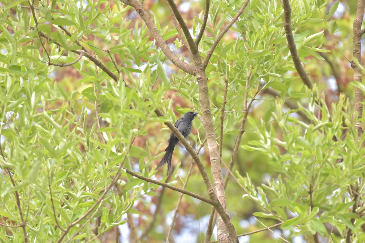 Kül Rengi Drongo - ML620780691