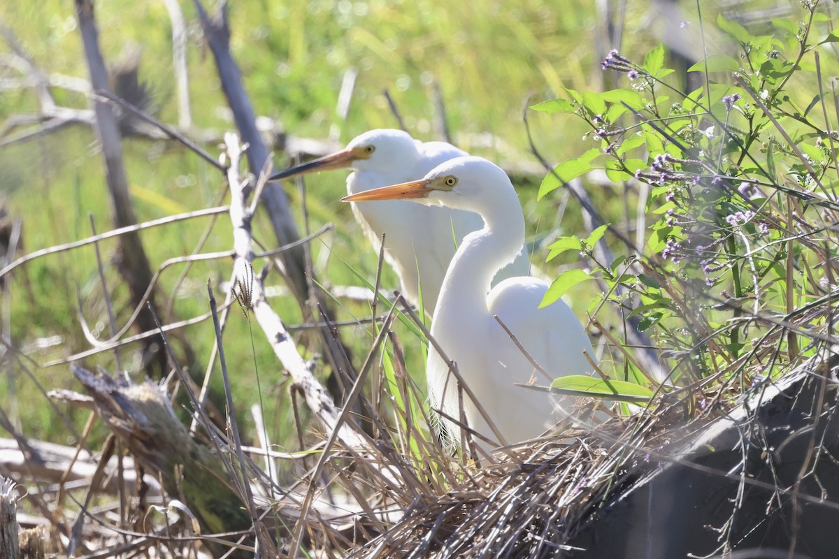 Plumed Egret - Dennis Devers