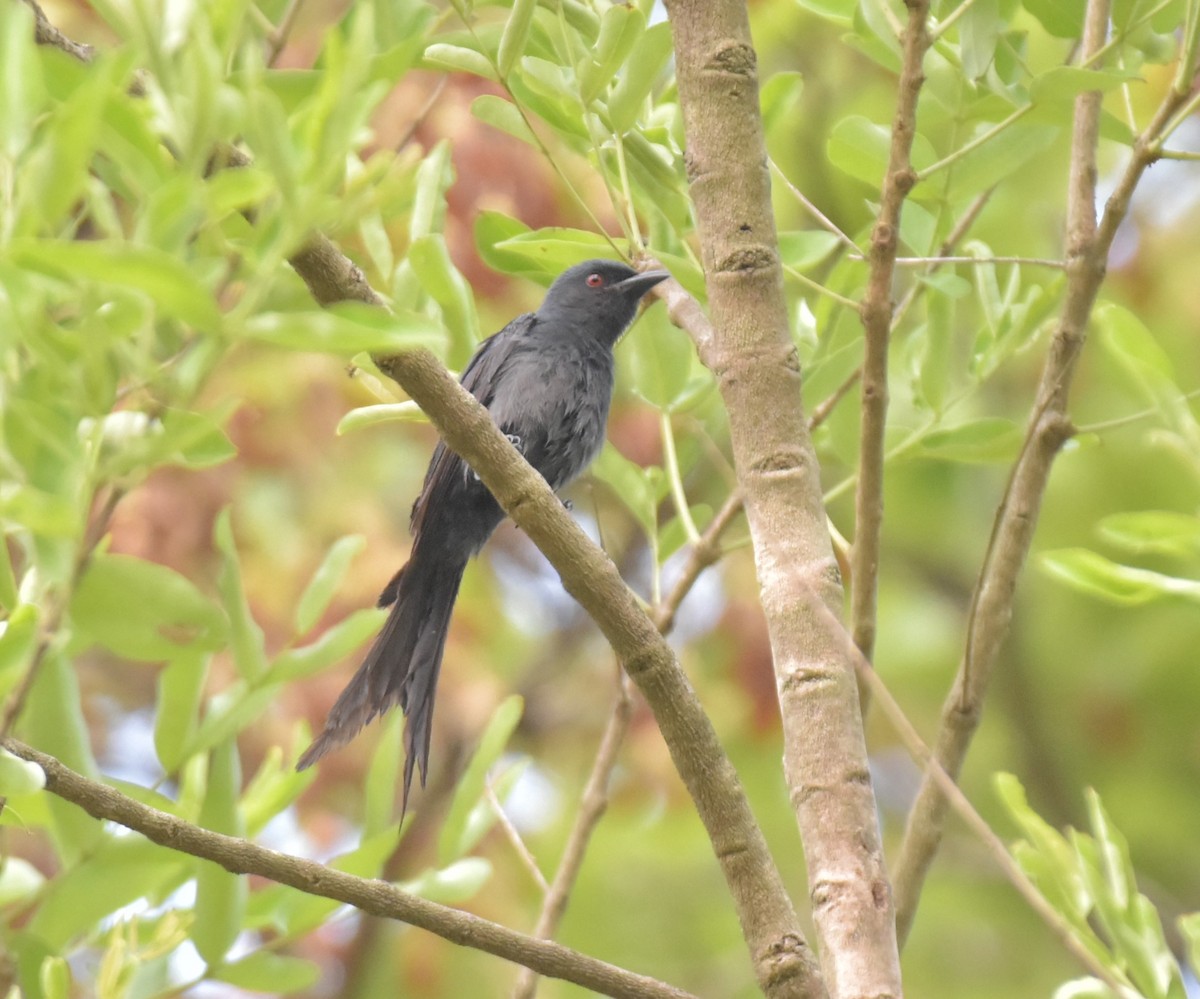 Ashy Drongo - ML620780695