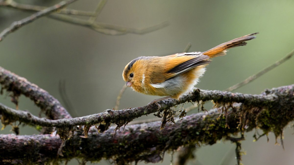 Fulvous Parrotbill - ML620780707