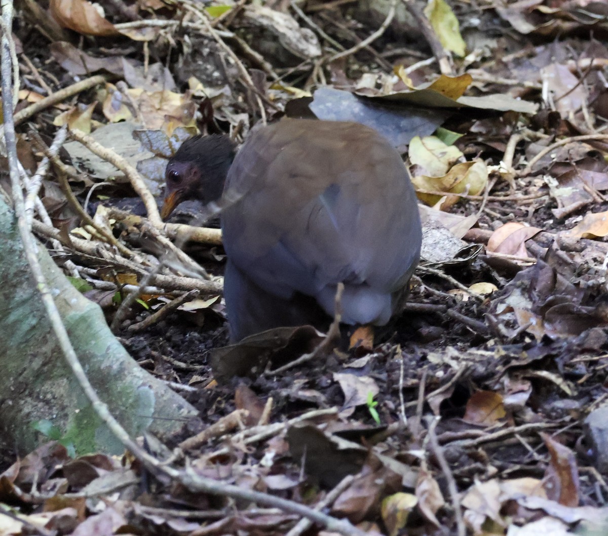 Orange-footed Megapode - ML620780708