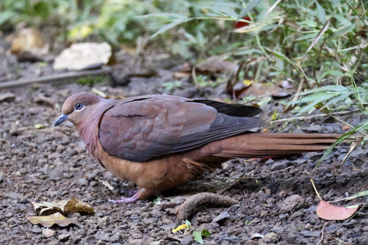 Brown Cuckoo-Dove - ML620780710