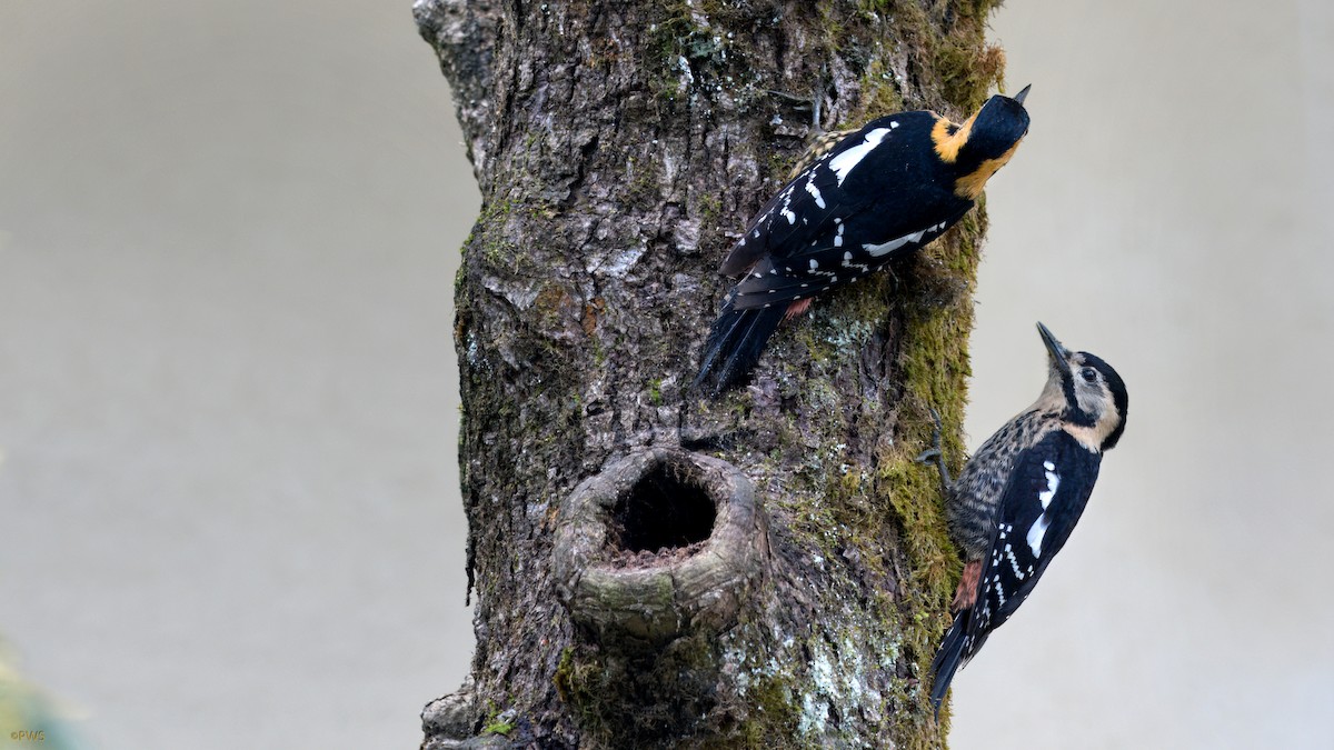 Darjeeling Woodpecker - ML620780712