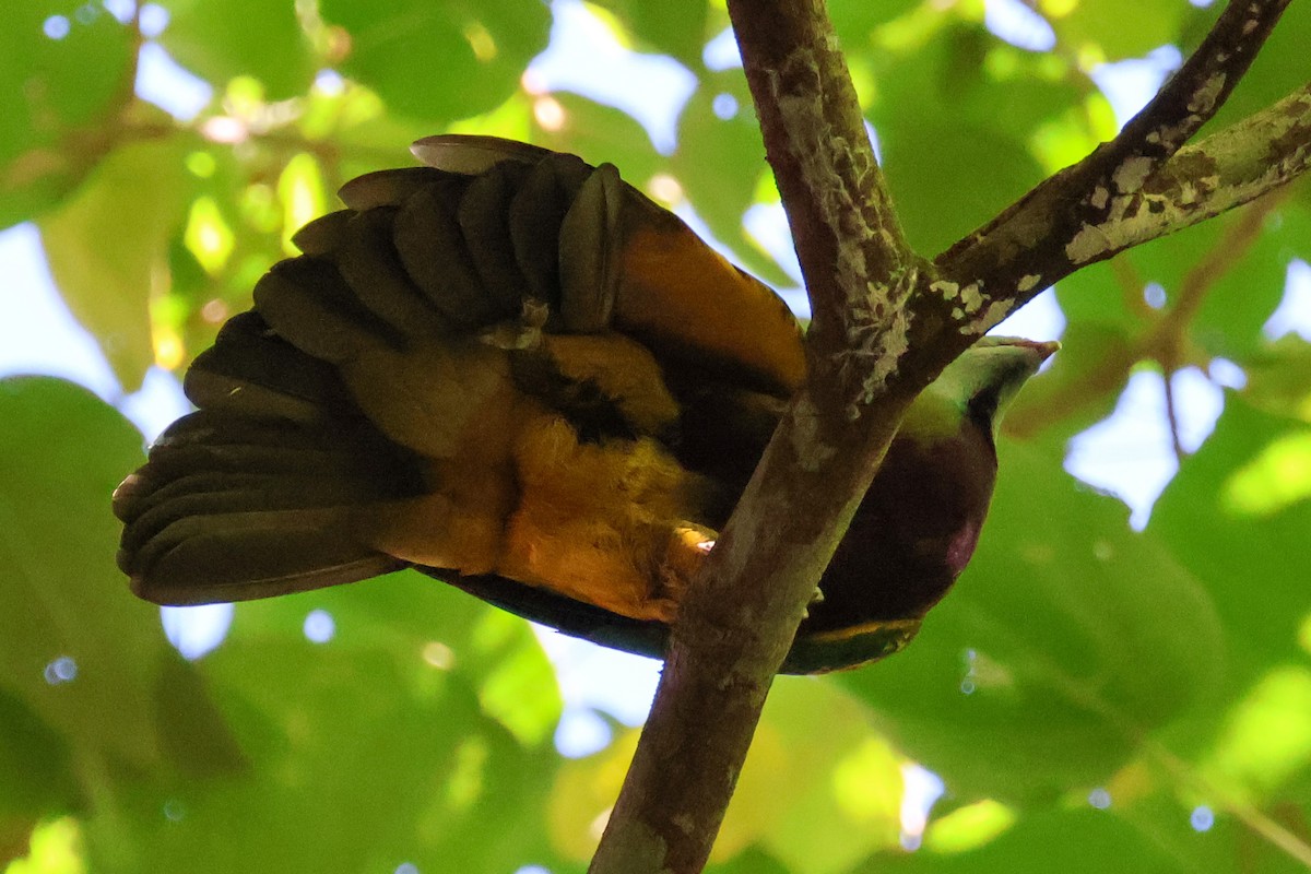 Wompoo Fruit-Dove - ML620780716