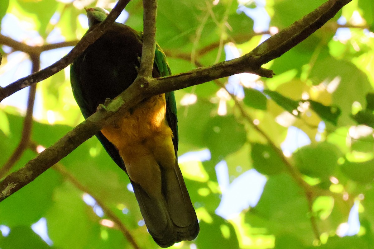 Wompoo Fruit-Dove - ML620780717