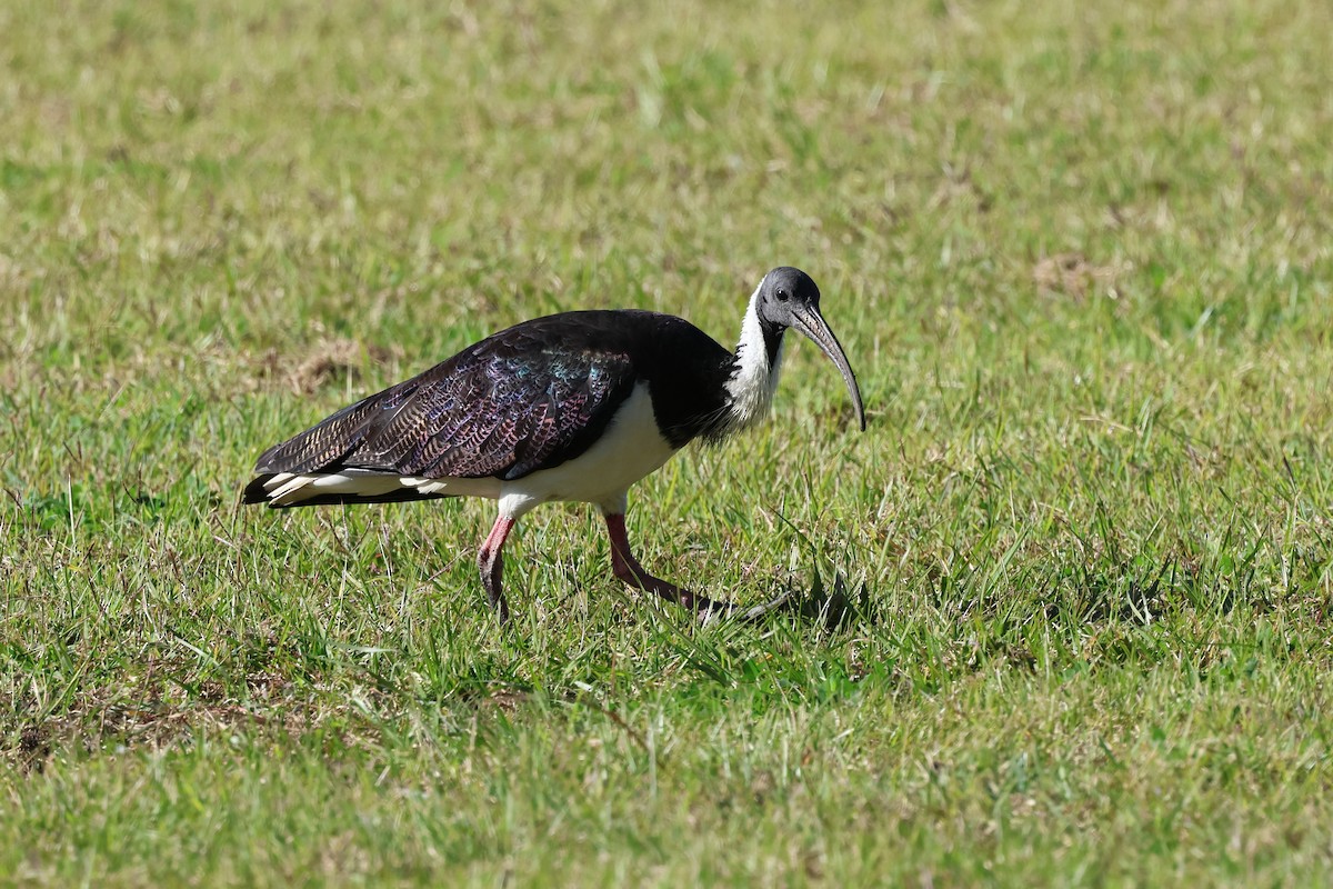 Straw-necked Ibis - ML620780723