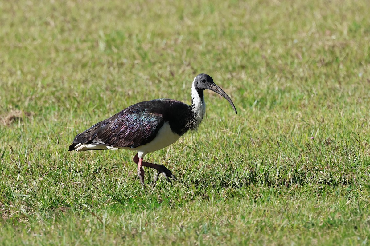 Straw-necked Ibis - Dennis Devers