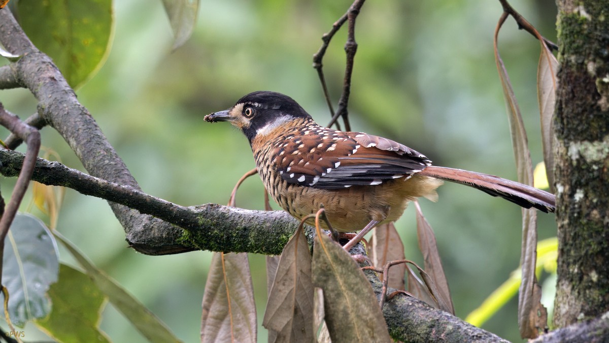 Spotted Laughingthrush - ML620780727
