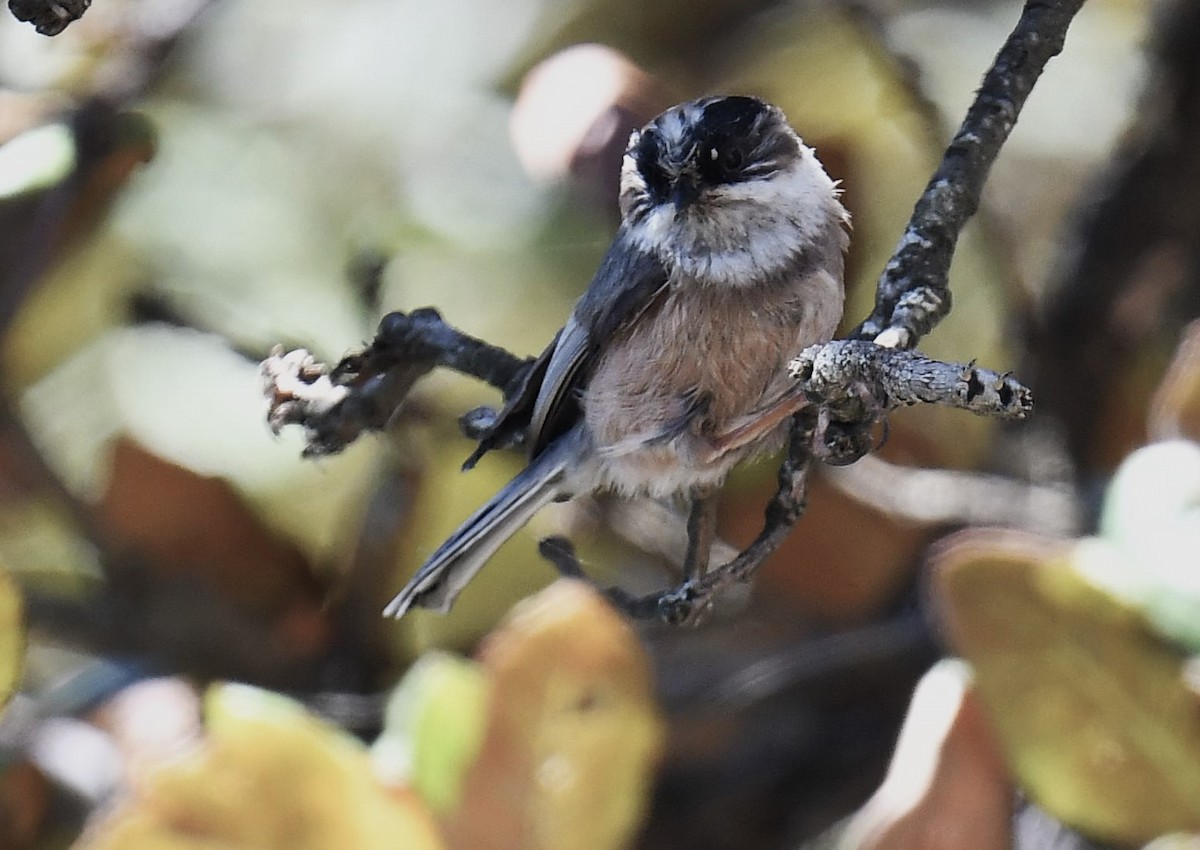 White-throated Tit - ML620780728