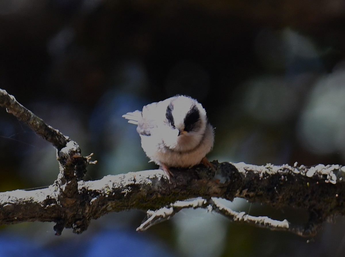 White-throated Tit - ML620780729