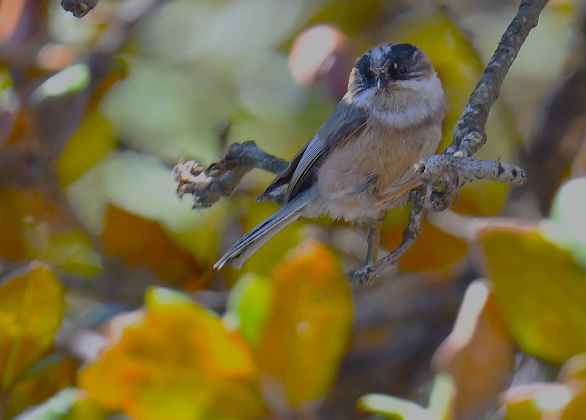 White-throated Tit - ML620780730