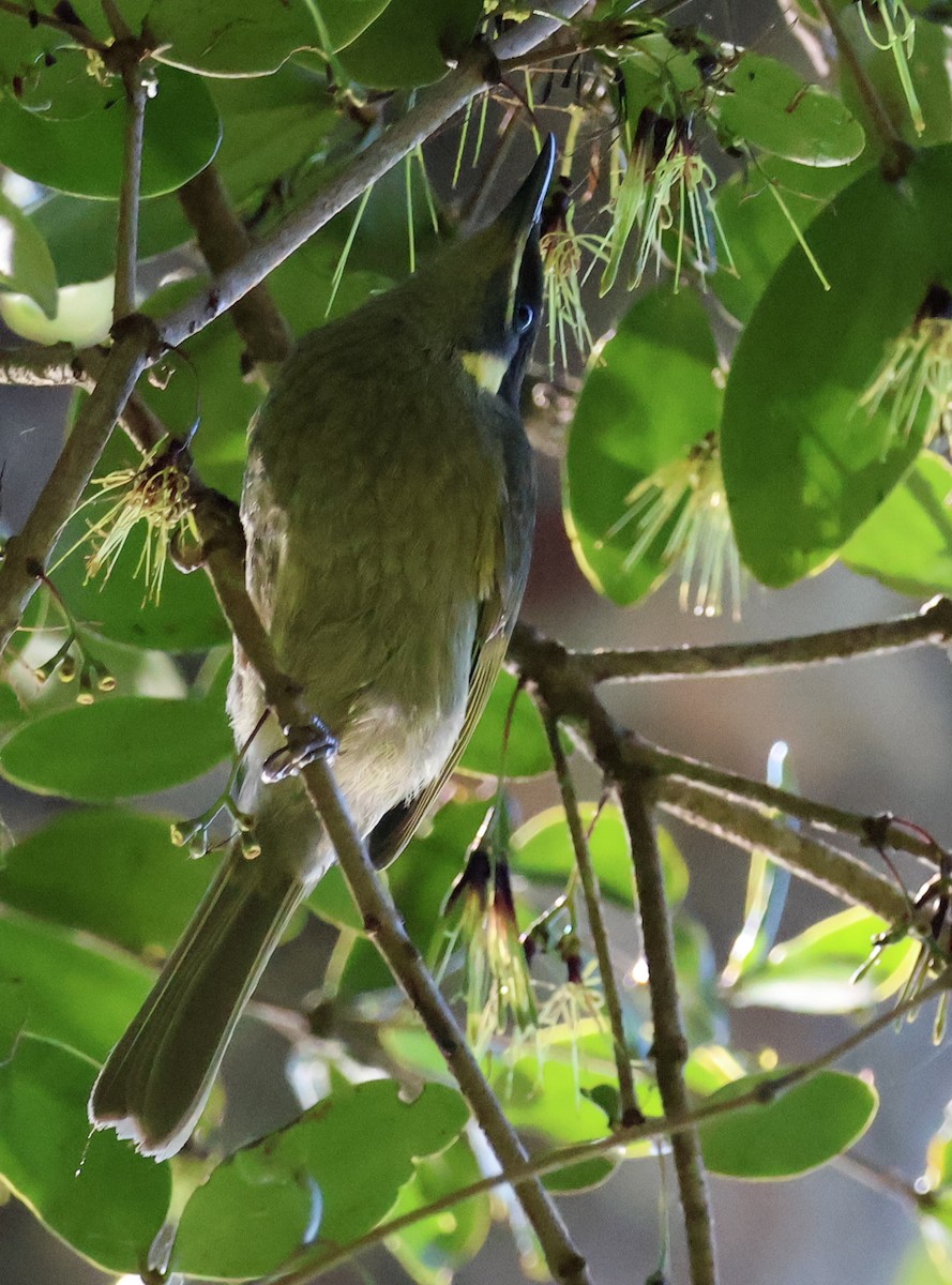 Lewin's Honeyeater - ML620780731