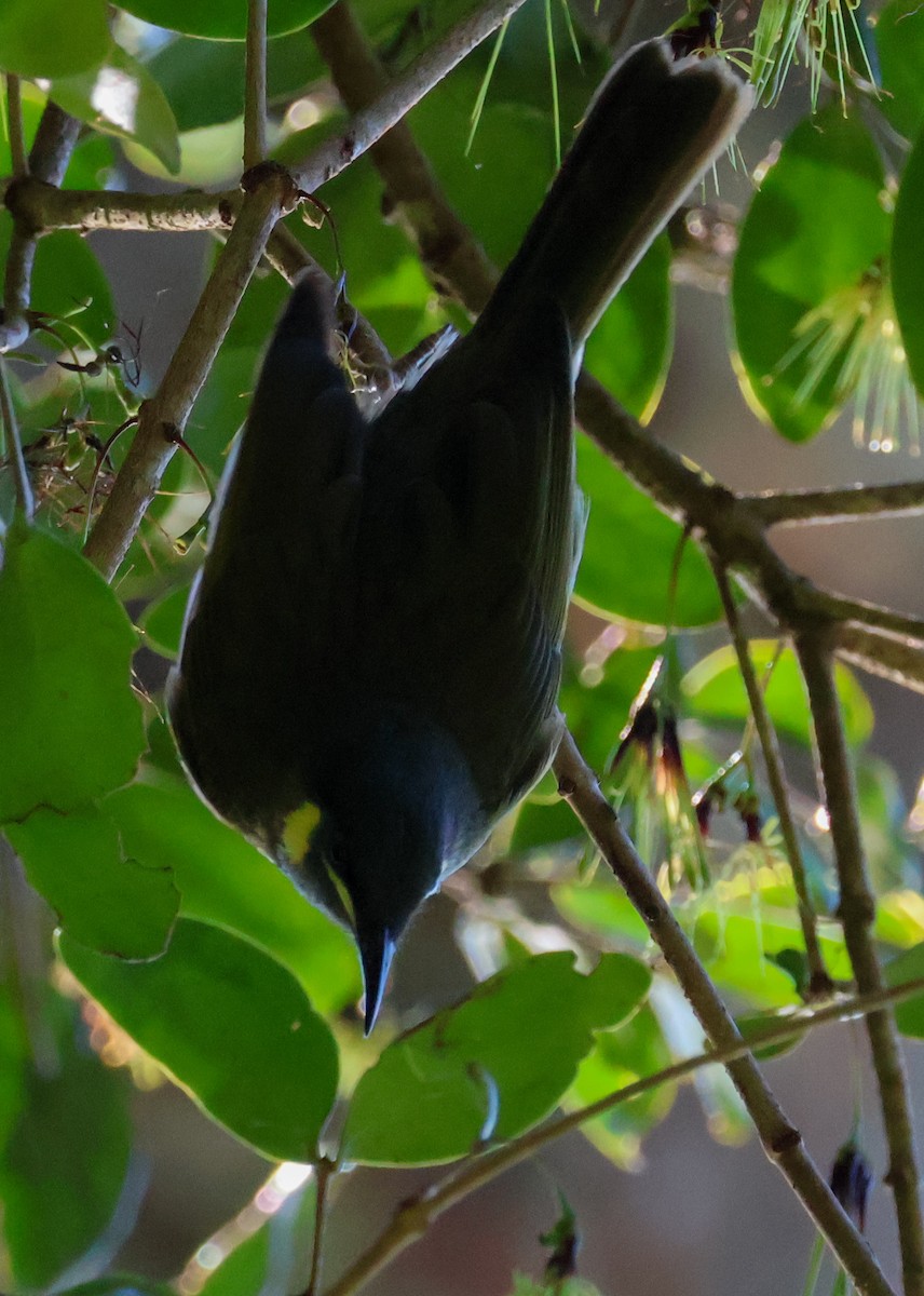 Lewin's Honeyeater - ML620780732