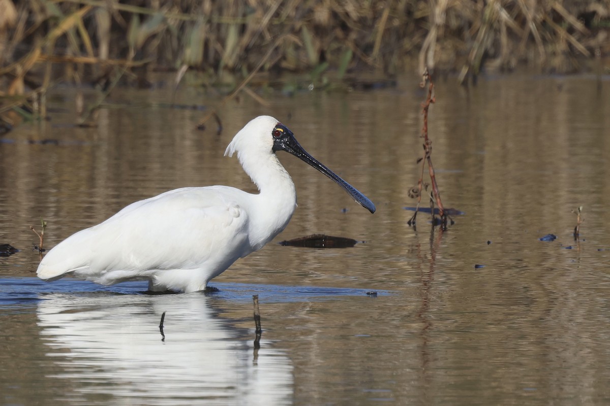 Royal Spoonbill - Dennis Devers