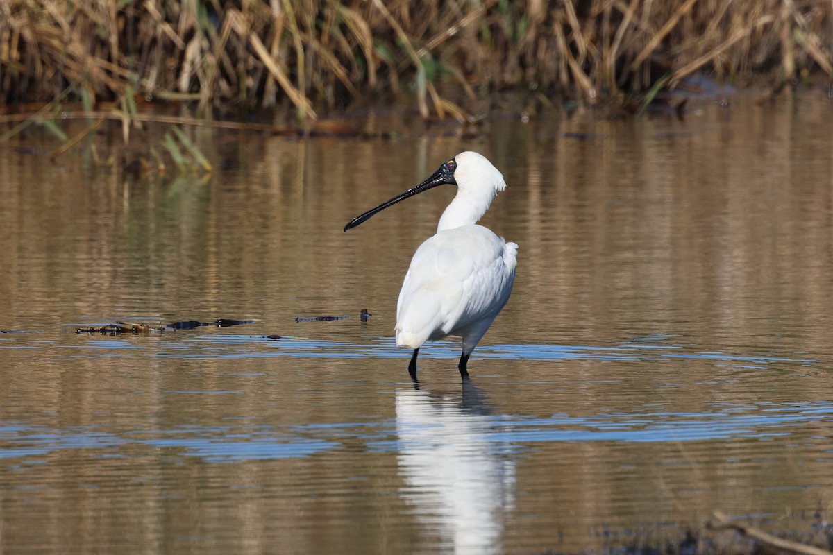 Royal Spoonbill - ML620780735