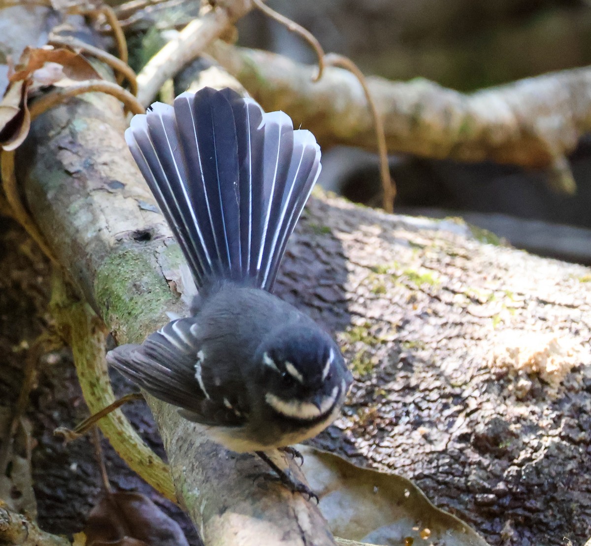 Gray Fantail - ML620780736