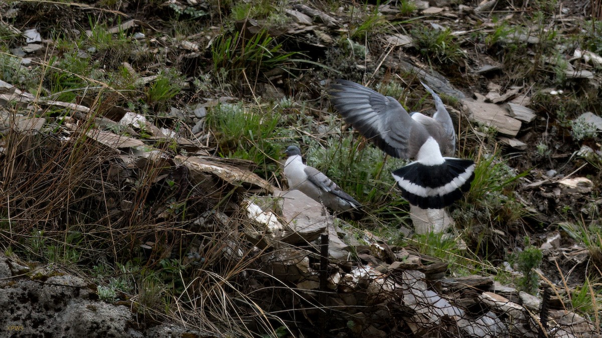 Pigeon des neiges - ML620780737