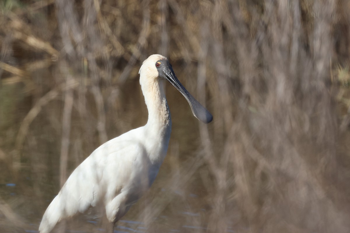 Royal Spoonbill - ML620780740