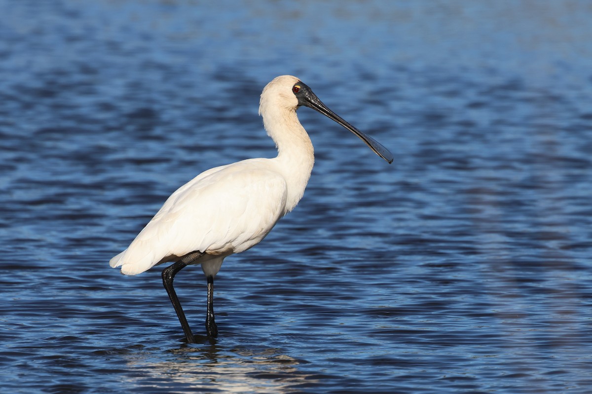 Royal Spoonbill - ML620780742