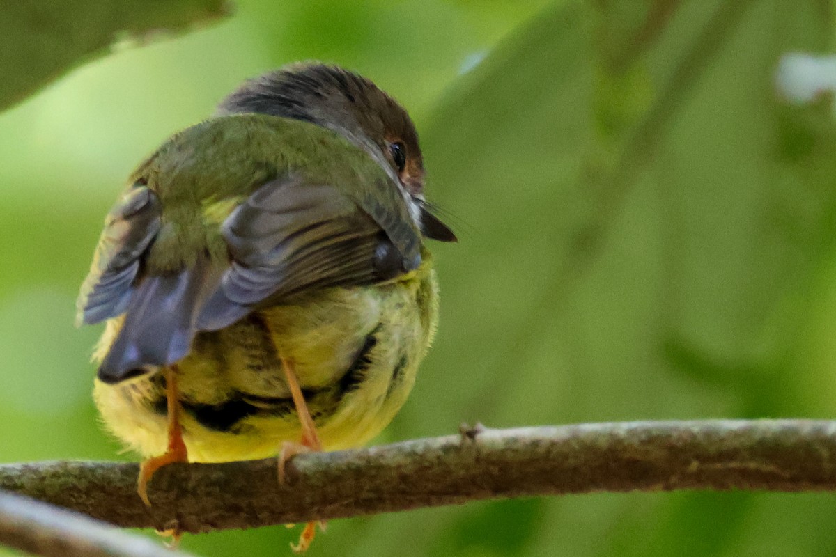 Pale-yellow Robin - Sonia Boughton