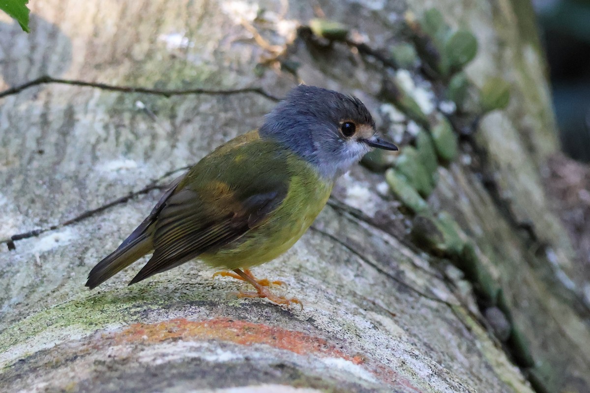 Pale-yellow Robin - ML620780744