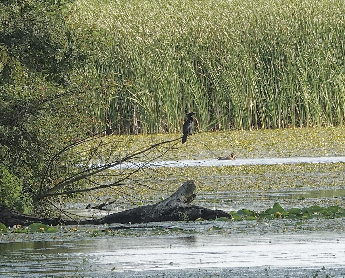 Pygmy Cormorant - ML620780749