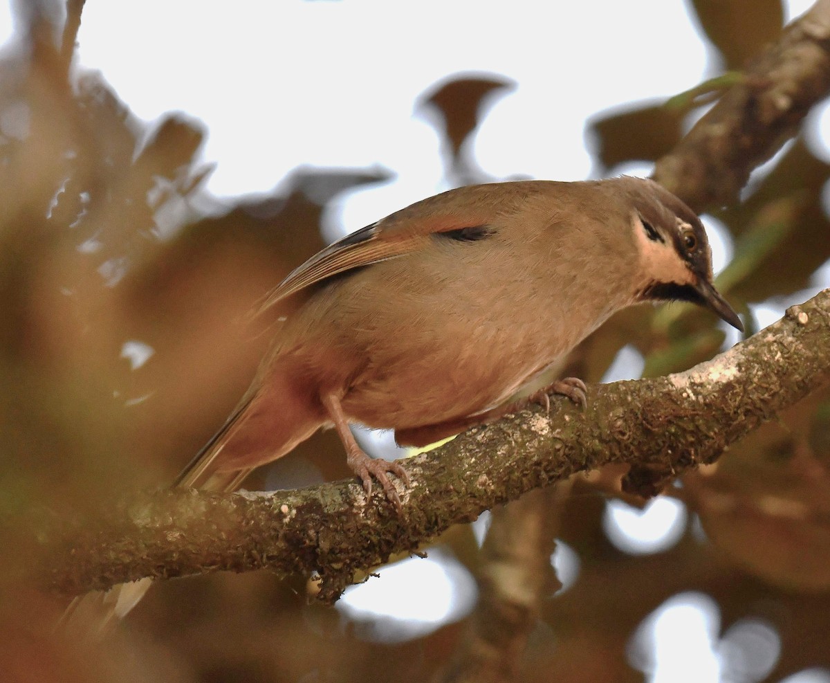 Variegated Laughingthrush - ML620780750